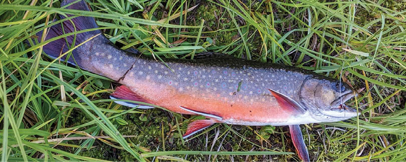 A fish is lying on the grass with its head cut off. AI generated content