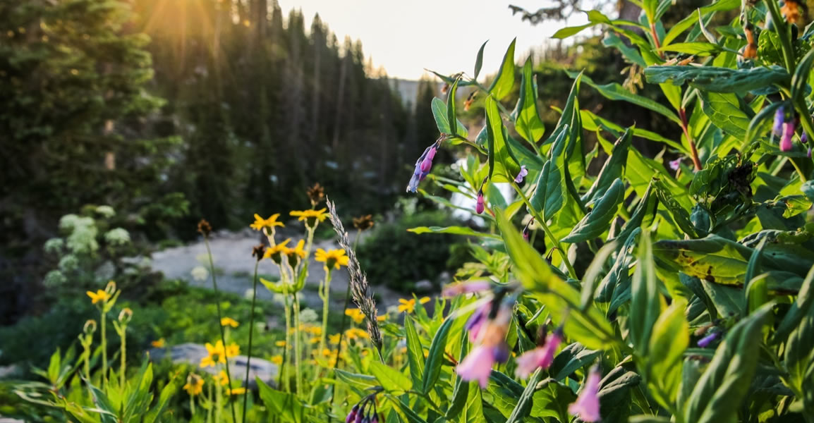 wildflowers in carbon county wy